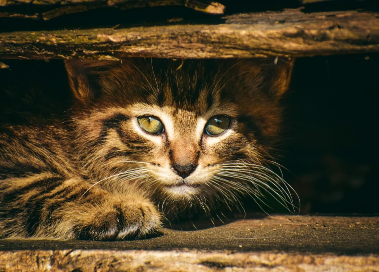 a cat that is laying down on the ground, a portrait, by Julia Pishtar, unsplash, sumatraism, hiding behind obstacles, close up shot a rugged, a wooden, portrait of a small