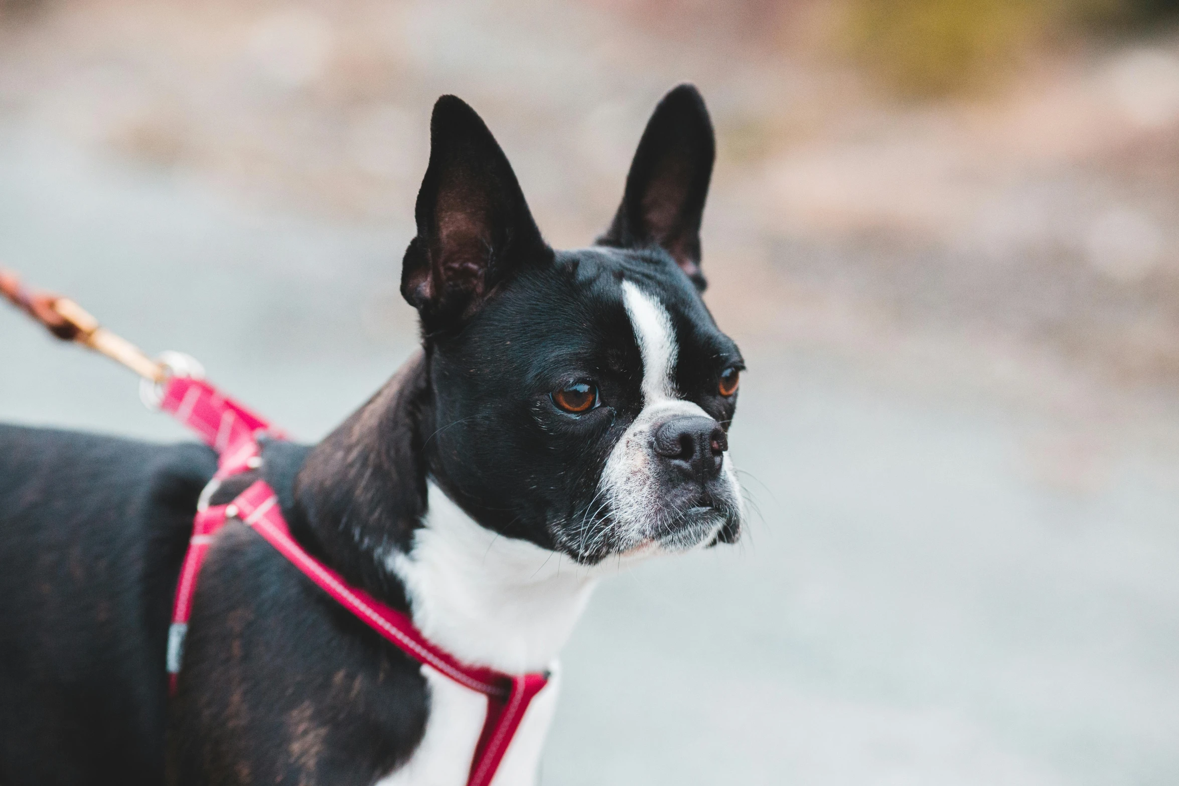 a small black and white dog on a leash, pexels contest winner, slightly - pointed ears, pink, high resolution photo, carefully crafted