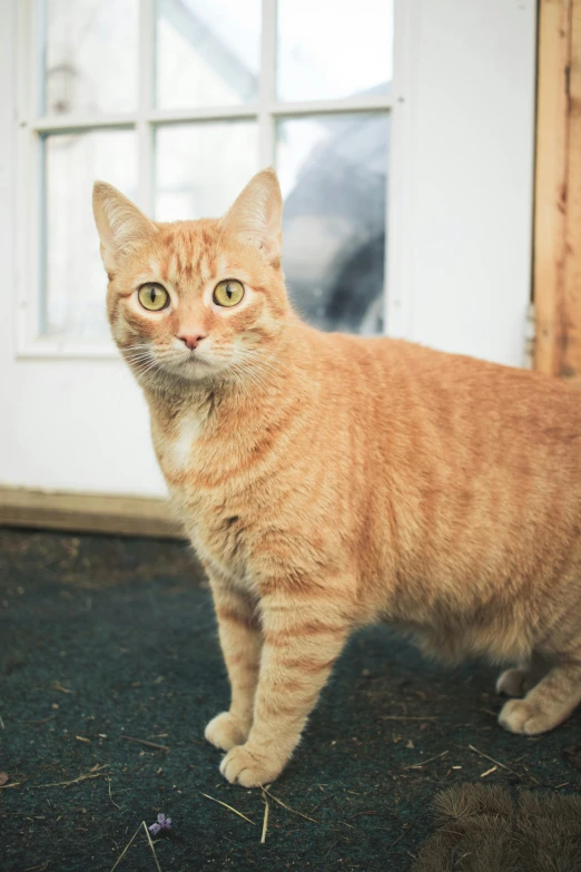 an orange cat standing in front of a door, a picture, by Julia Pishtar, unsplash, macguire is a tall, old male, scientific photo, getty images