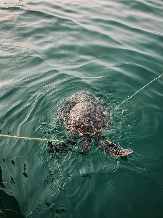 a turtle swimming in a body of water, pulling strings, in the iceland calm water, hanging rope, 2019 trending photo