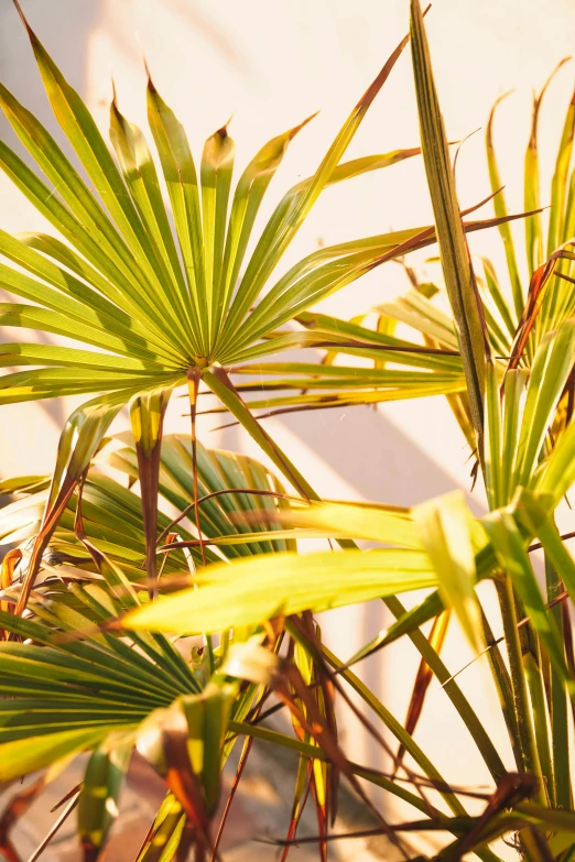 a close up of a palm tree with a building in the background, unsplash, art nouveau, backlight green leaves, relaxed. gold background, plants and patio, few overgrown plants