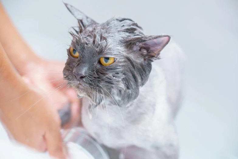 a person washing a cat in a bathtub, a portrait, shutterstock, grey, bubbling ooze covered serious, on a hot australian day, clean hair