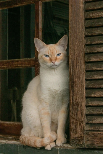 a white and orange cat sitting on a window sill, laos, looking serious, pale blue eyes, leaning on door