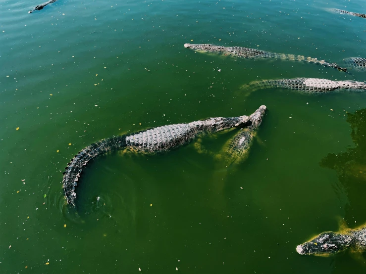 a group of alligators swimming in a body of water, an album cover, by Adam Marczyński, pexels contest winner, birdseye view, hoang long ly, taken with kodak portra, drinking