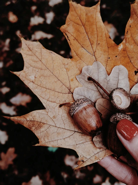 a close up of a person holding a leaf and acorn, an album cover, inspired by Elsa Bleda, trending on pexels, 🍂 cute, oak acorns, holding each other, instagram story