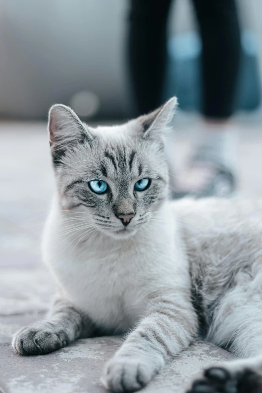 a cat with blue eyes laying on the floor, trending on reddit, white and pale blue toned, ready to model, woman / cat hybrid, grey