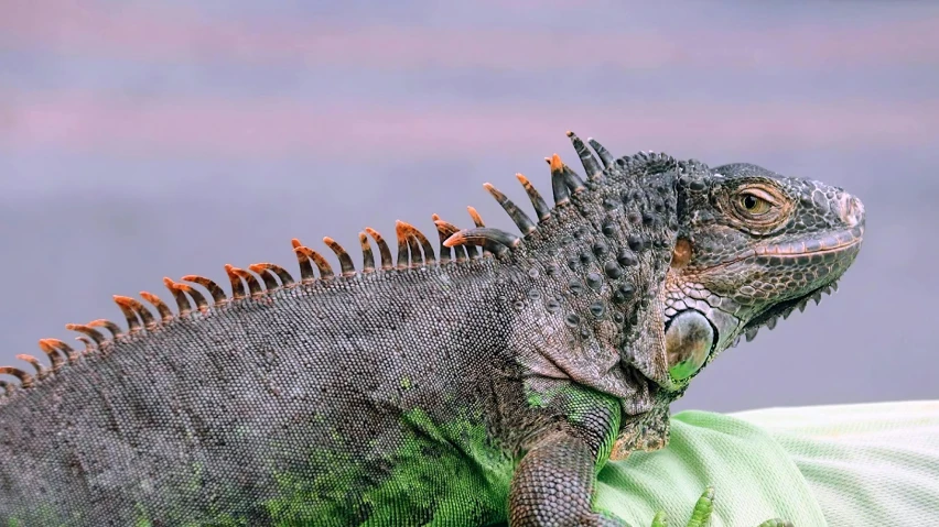 a close up of a lizard on a person's arm, pexels contest winner, sumatraism, dragon scales across hairline, orange fluffy spines, a plant monster, 🦩🪐🐞👩🏻🦳