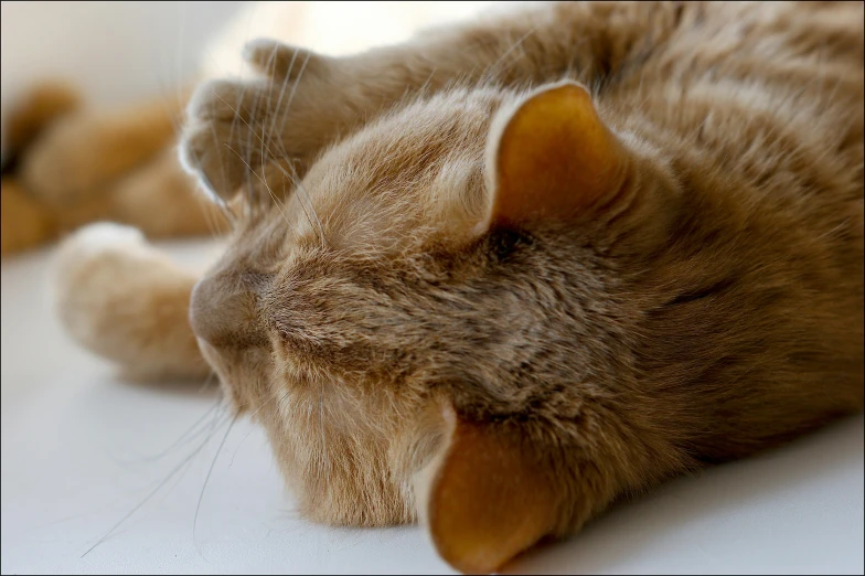 a close up of a cat laying on a table, floppy ears, with closed eyes, fluffy orange skin, colour photograph