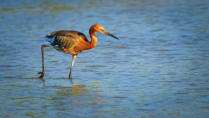 a bird that is standing in the water, orange and blue, walking on water, wild species photography, red water