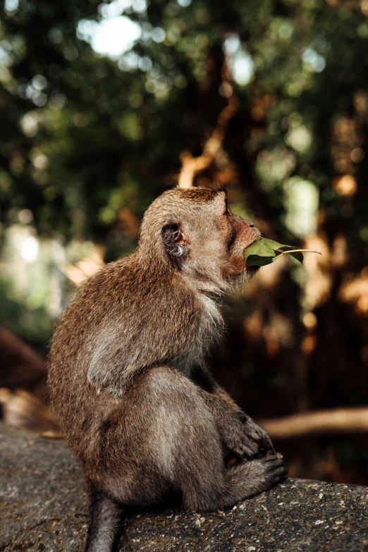 a monkey sitting on a rock with a leaf in its mouth, unsplash, museum quality photo, long tail, sitting on a curly branch, shady