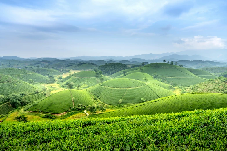 a lush green field with hills in the background, an album cover, by Reuben Tam, pexels contest winner, sumatraism, teapots, panoramic, square, getty images