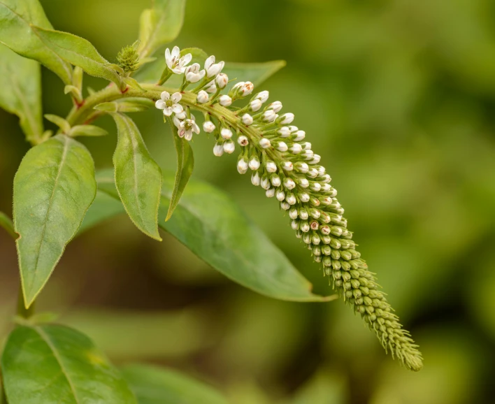 a close up of a plant with white flowers, dragon tail, flowering buds, ivory and copper, taken with sony alpha 9