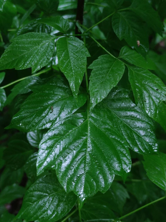 a close up of a plant with green leaves, poison ivy from batman, polished maple, dense rain, profile image