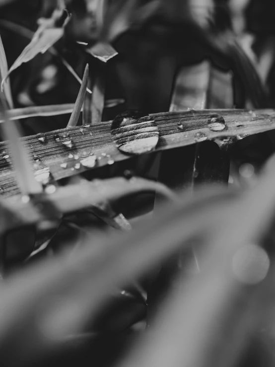 a black and white photo of water droplets on a blade of grass, by Mirko Rački, unsplash, cinematic. by leng jun, farming, straw, worm\'s eye view