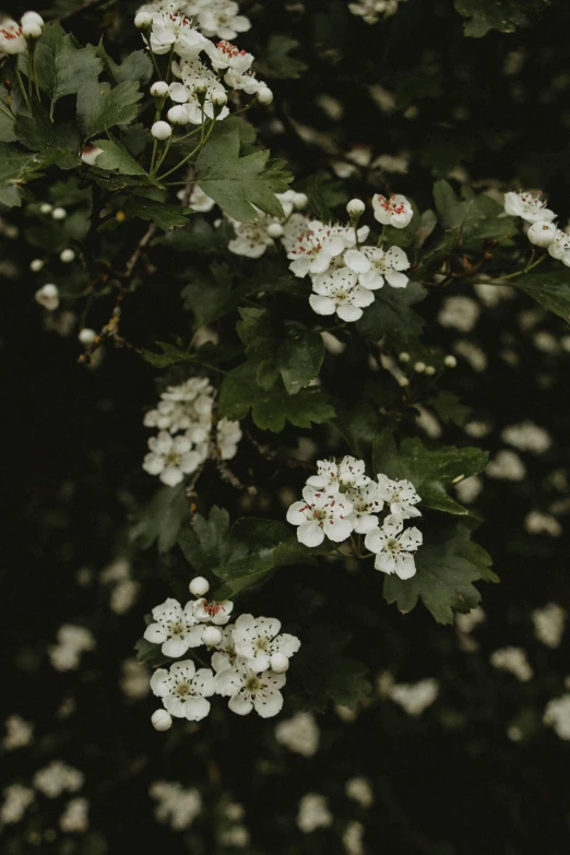 a bunch of white flowers on a tree, an album cover, inspired by Elsa Bleda, unsplash, hurufiyya, wild berries, low quality photo, portrait photo, high details photo