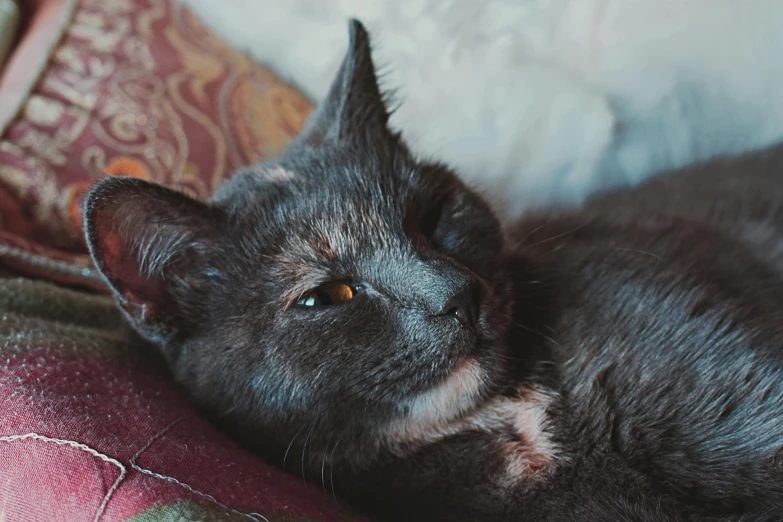a close up of a cat laying on a pillow, pexels contest winner, renaissance, grey ears, small freckles, black cat, a cozy
