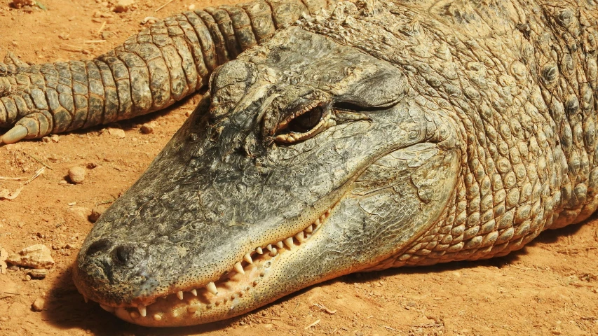 a close up of an alligator laying on the ground, by Carey Morris, pexels contest winner, hurufiyya, 🦩🪐🐞👩🏻🦳, samburu, pallid skin, front closeup