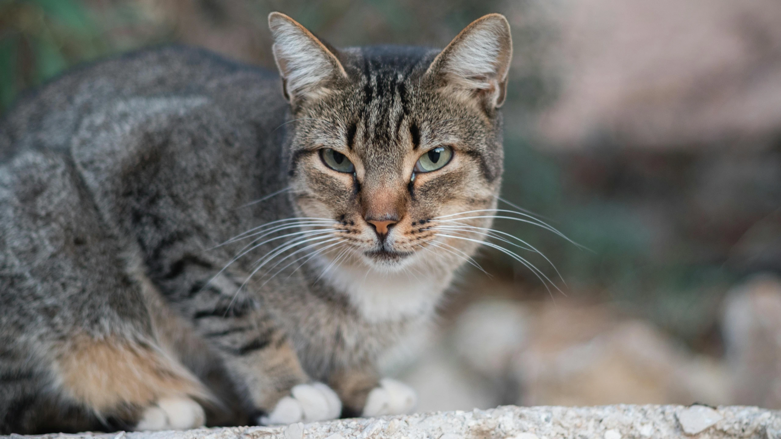 a close up of a cat on a rock, facing the camera, avatar image