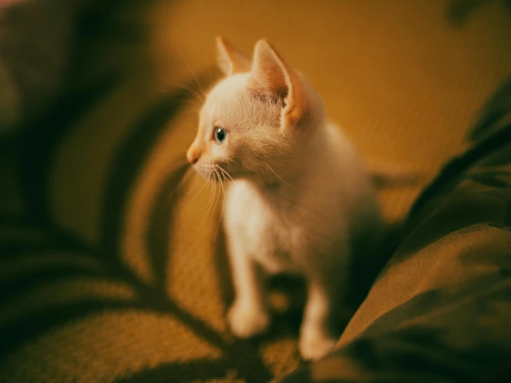 a small white kitten sitting on top of a couch, by Elsa Bleda, pexels contest winner, renaissance, yellow carpeted, warm ambient light, two pointed ears, high angle close up shot