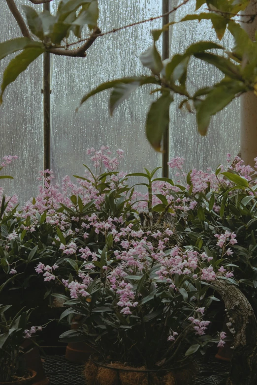 a window filled with lots of pink flowers, inspired by Elsa Bleda, unsplash, water flows inside the terrarium, foggy heavy rain, orchids, taken in the mid 2000s