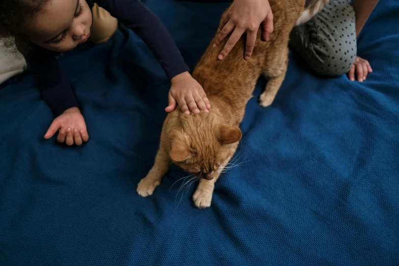 two children petting a cat on a bed, pexels contest winner, on a velvet table cloth, ginger cat in mid action, high angle close up shot, blue