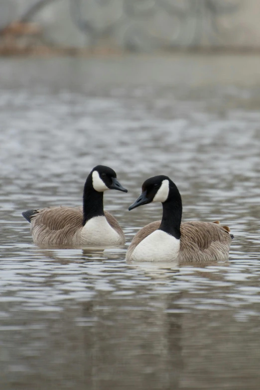 two ducks swimming in a body of water, a cosmic canada goose, slide show, afar, endangered