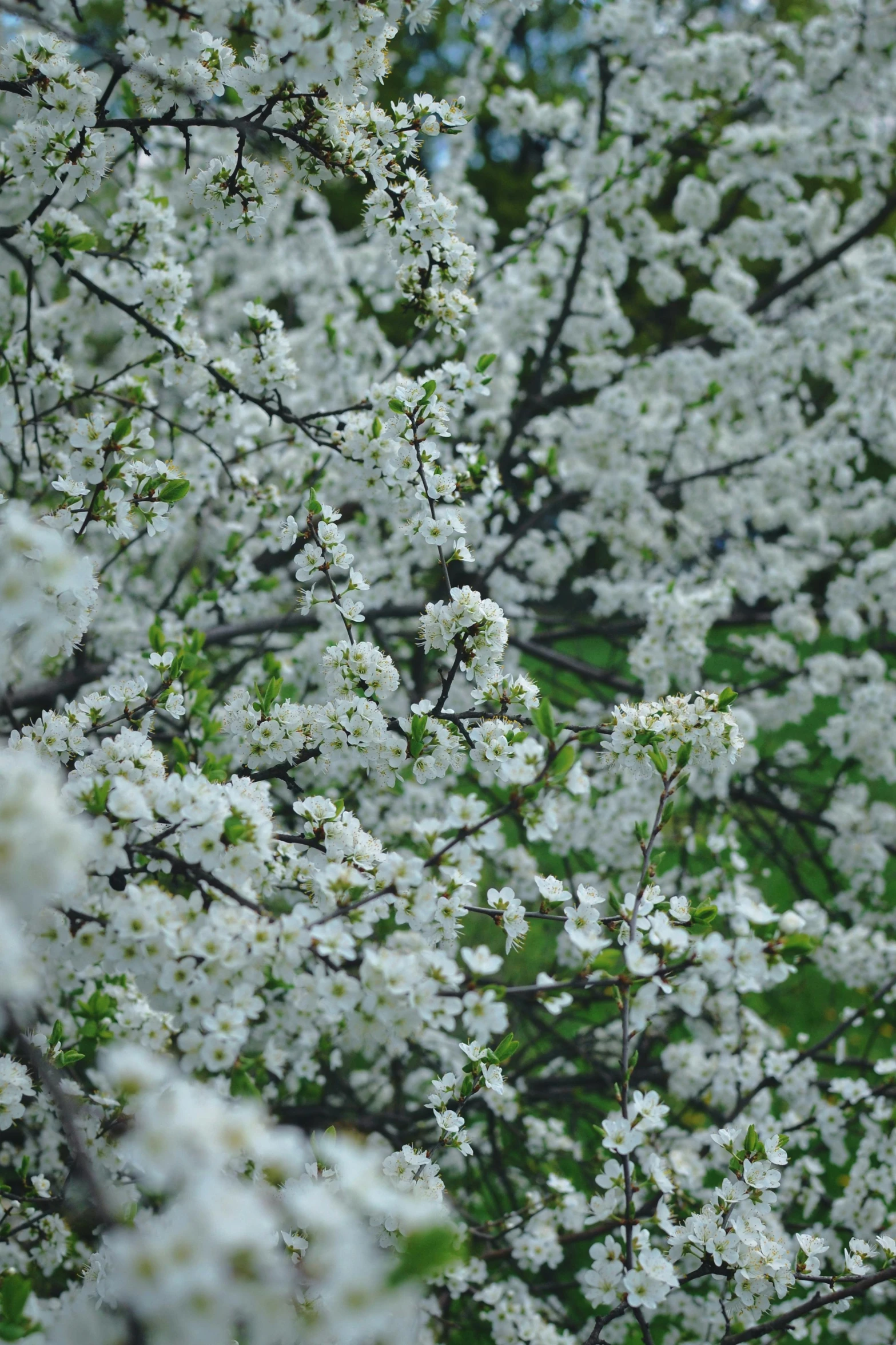 a bunch of white flowers on a tree, an album cover, inspired by Edwin Dickinson, flickr, cherry explosion, zoomed in, mint, lush landscape