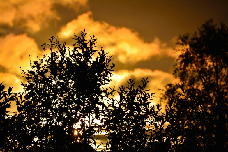 a tree is silhouetted against a cloudy sky, by Heather Hudson, unsplash, australian tonalism, gold glow, olive trees, golden hour closeup photo, taken in the late 2010s