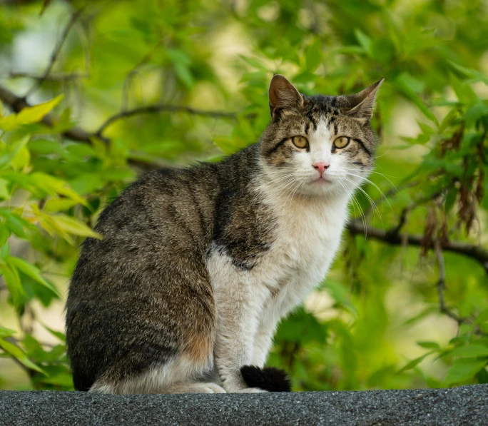 a gray and white cat sitting on top of a rock