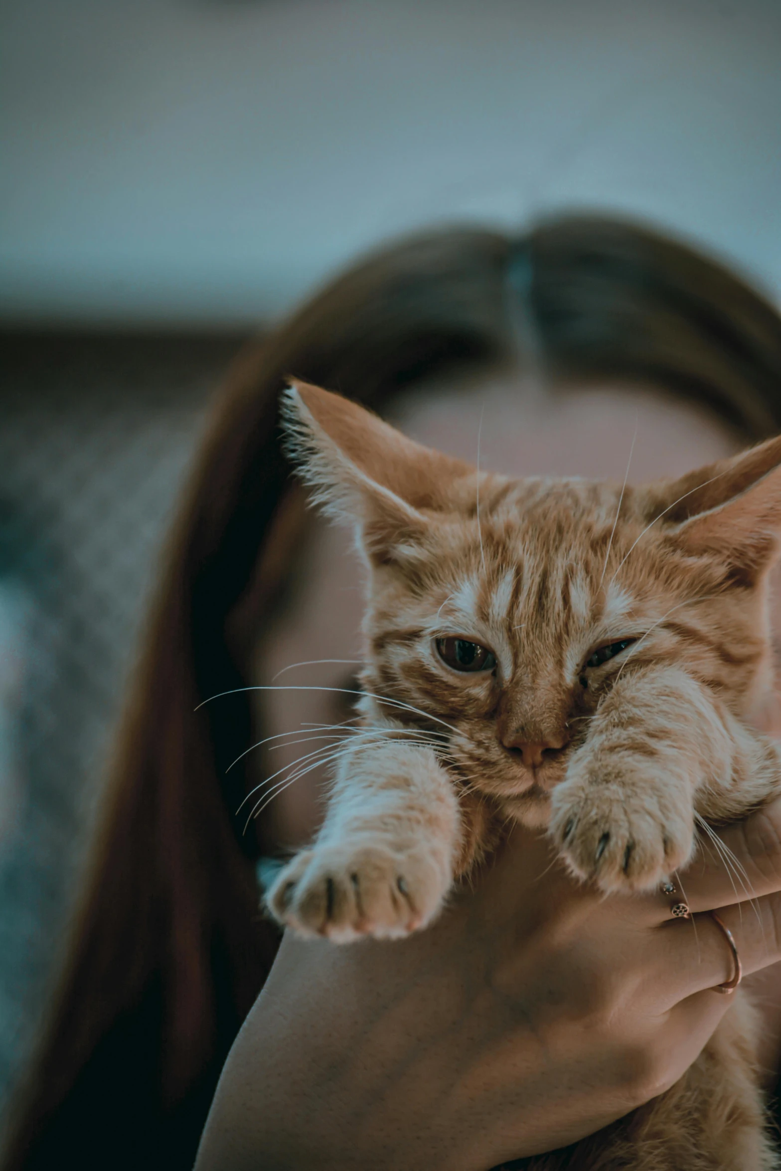 a close up of a person holding a cat, an orange cat