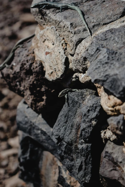 a lizard sitting on top of a pile of rocks, an album cover, unsplash, figuration libre, iron smelting pits, black, structural geology, low quality photo