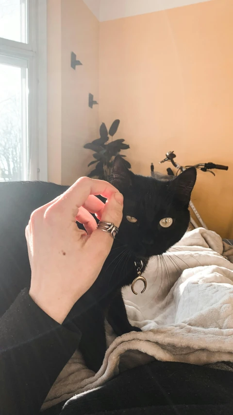 a hand reaching for a black cat on a bed