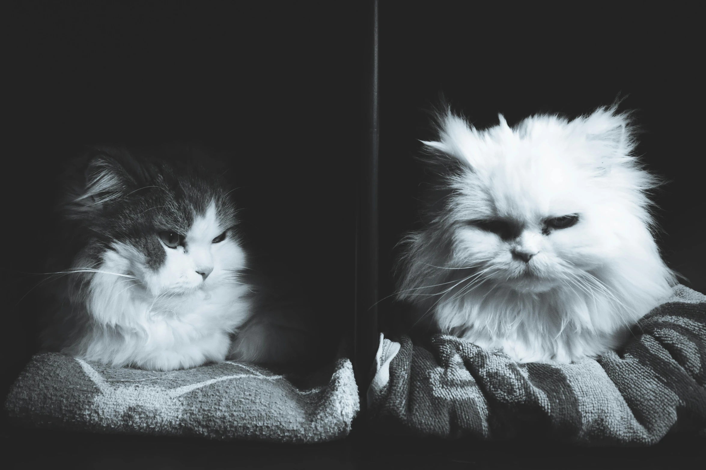 a black and white photo of two cats, unsplash, furry art, grumpy, sitting on a store shelf, white hairs, with a black background
