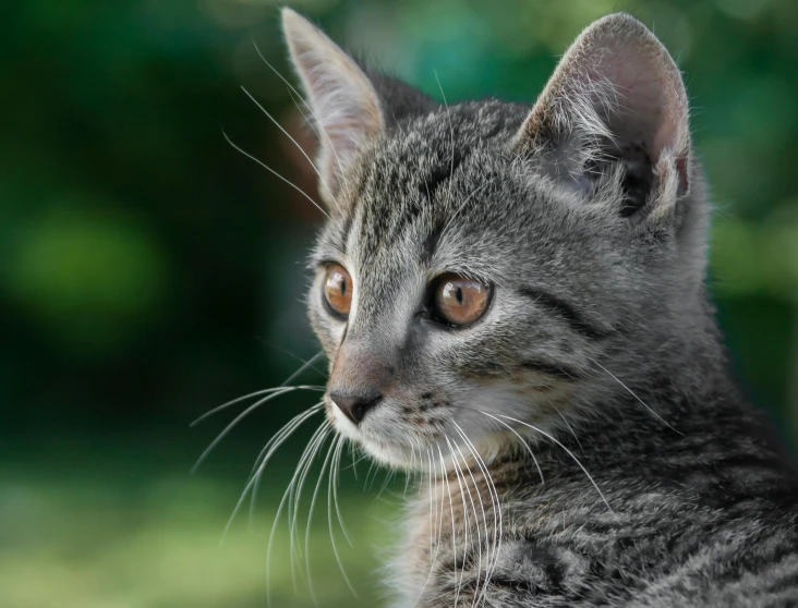 a close up of a cat with a blurry background, by Brian Thomas, pexels contest winner, photorealism, cute kitten, grey ears, young male, high resolution photo