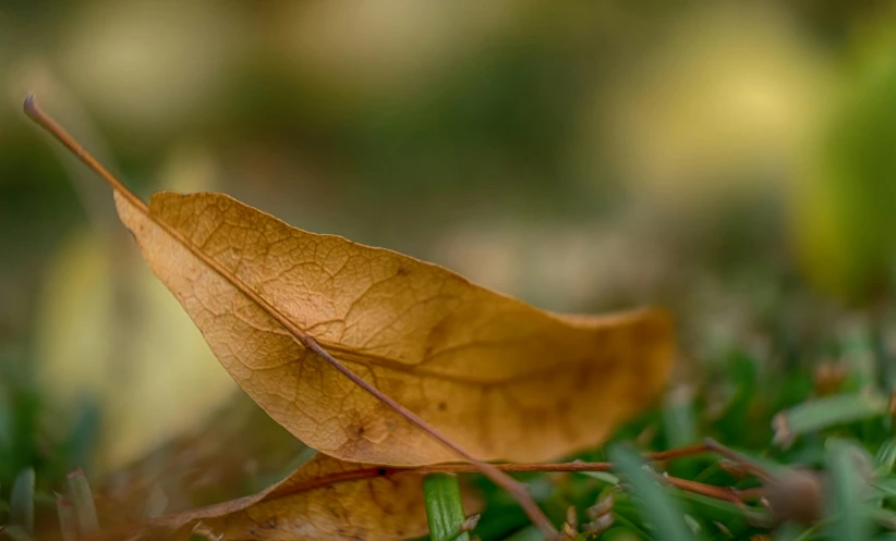 a brown leaf laying on top of a lush green field, a macro photograph, trending on pexels, yellowed, low iso, paul barson, golden leaves