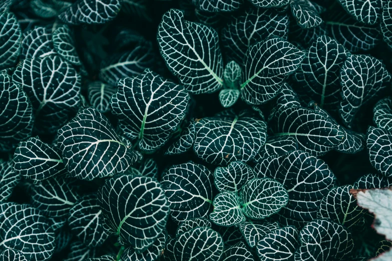 a close up of a bunch of green leaves, inspired by Elsa Bleda, unsplash contest winner, maximalism, intricate patterns 4k, bioluminescent plants, white stripes all over its body, unsplash photo contest winner