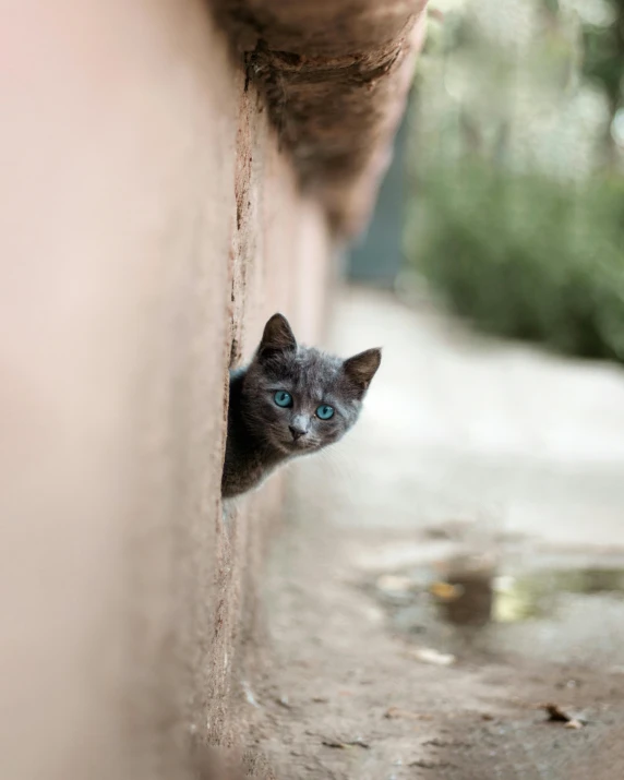 a cat with blue eyes peeking out of a wall, by Julia Pishtar, unsplash contest winner, renaissance, grey, in the middle of a small colony, cute animal, in a claustrophobic