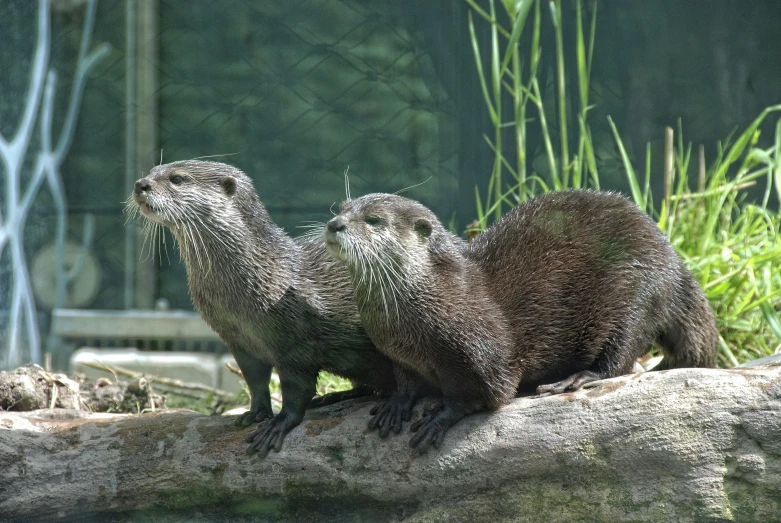 a couple of otters sitting on top of a log, looking outside, moulting, panels, grey