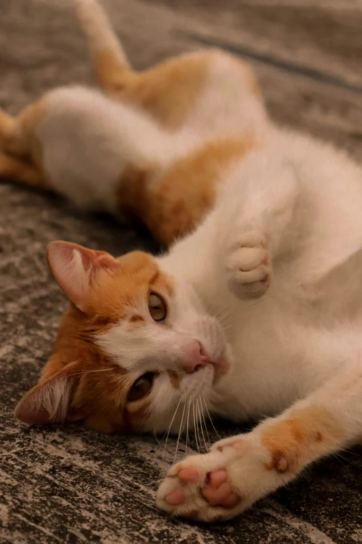 a cat laying on its back on a carpet, white and orange, doing a sassy pose, shot with sony alpha, dynamic closeup