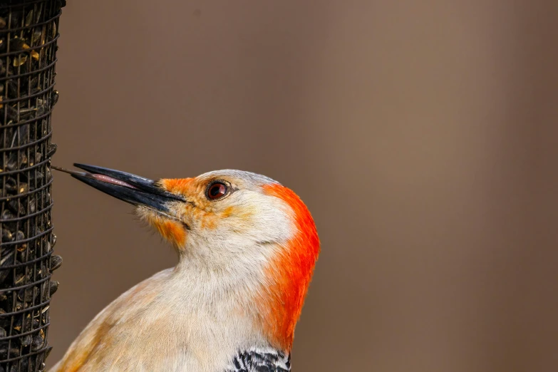 a close up of a bird on a bird feeder, an album cover, trending on pexels, hurufiyya, orange head, profile portrait, great red feather, ultra high pixel detail