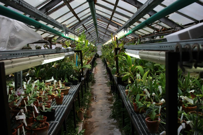 a greenhouse filled with lots of potted plants, orchids, underground lab, evenly lit, depressing