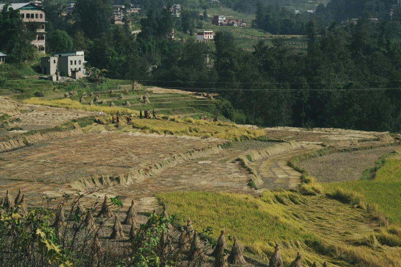 a landscape of grass, bushes, and houses with trees in the background