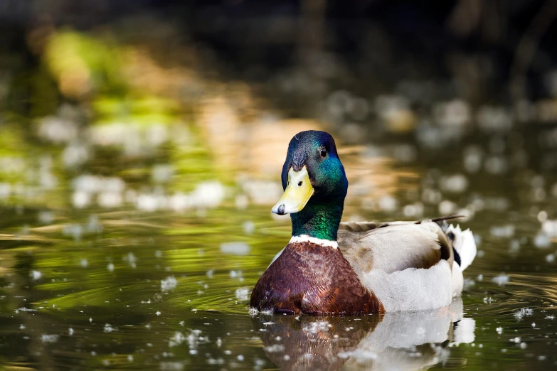 a duck floating on top of a body of water, green head, multicoloured, shot with sony alpha, quack medicine