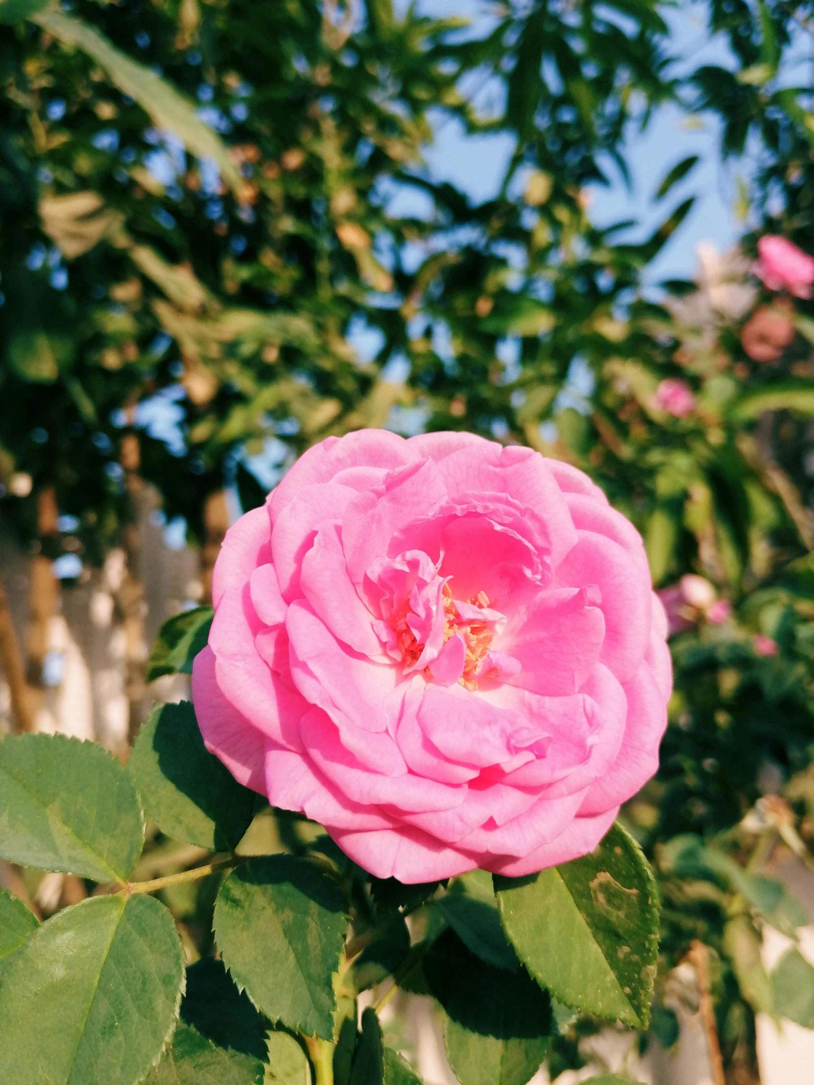 a pink flower with green leaves on a plant