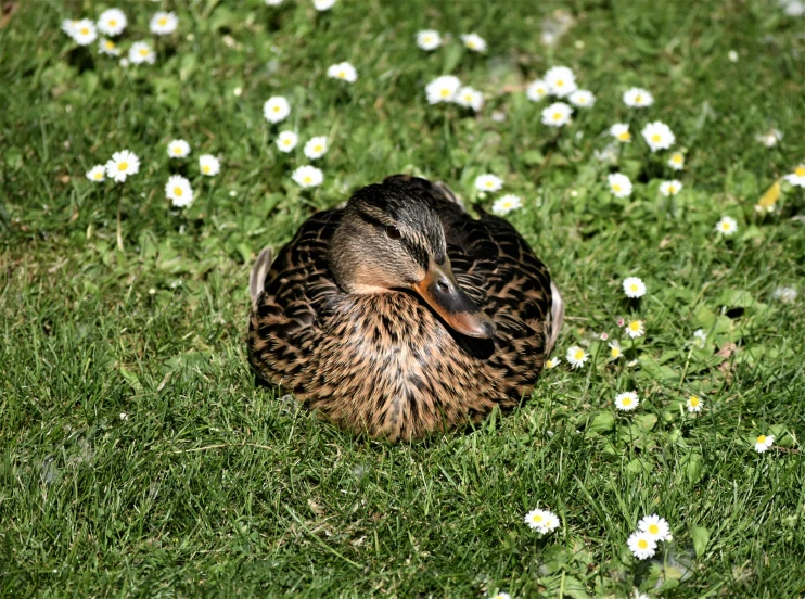 a duck that is laying down in the grass, a picture, pexels, process art, lying on a bed of daisies, high quality photo, photorealistic photo, brown