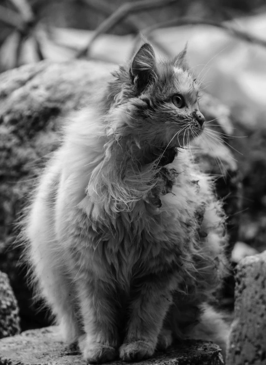 a black and white photo of a cat sitting on a rock, unsplash, furry art, windy mane, taken in zoo, fluffy''