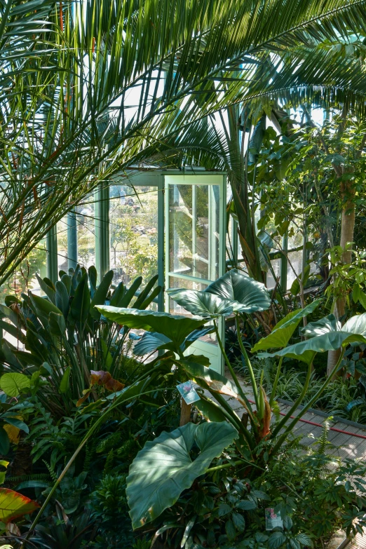 a greenhouse filled with lots of plants and trees, a portrait, bauhaus, wellington, muted green, palms, french garden