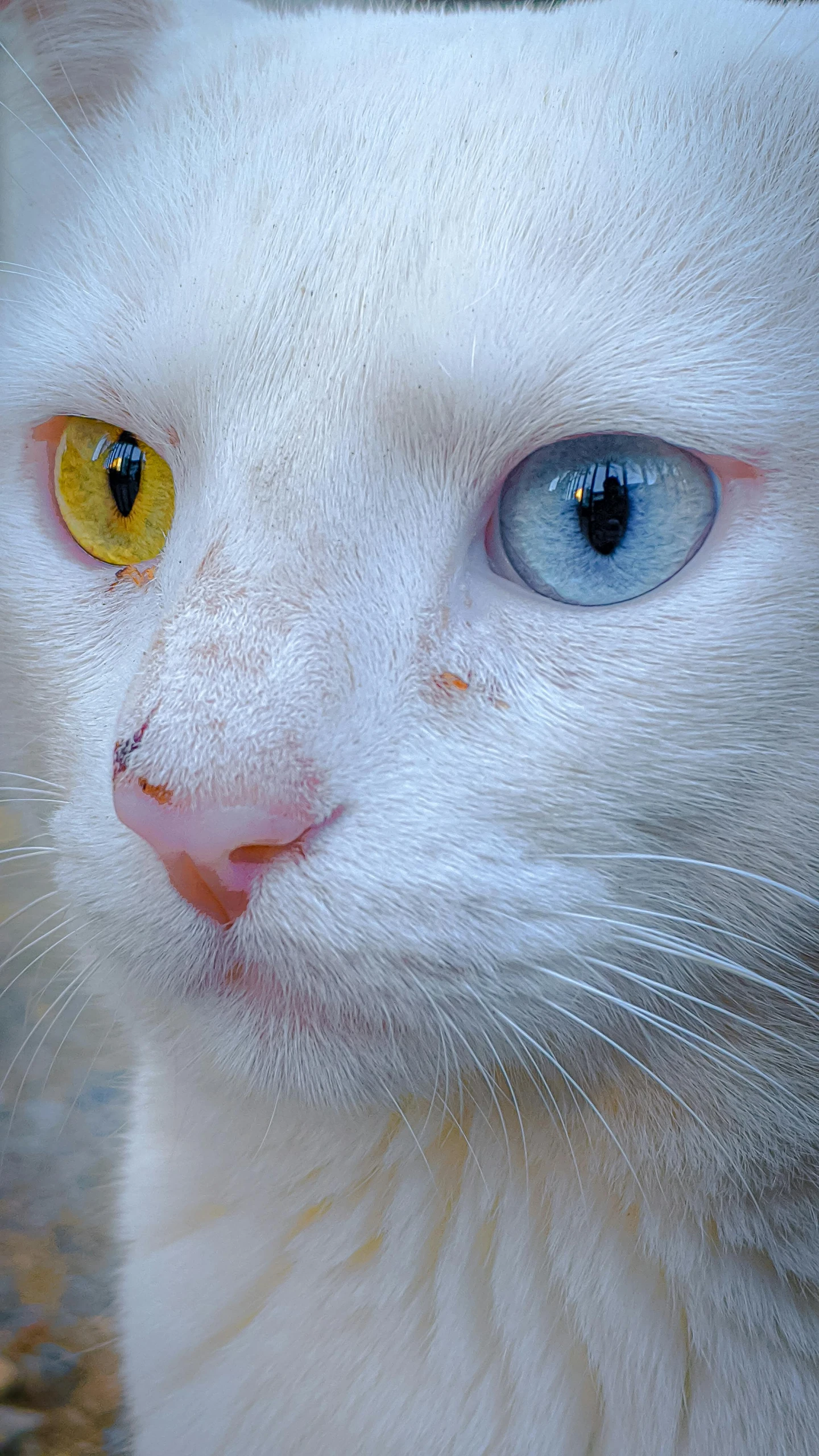 a close up of a white cat with blue eyes, an album cover, flickr, colorful lenses, intense albino, two cats, one yellow and one blue eye