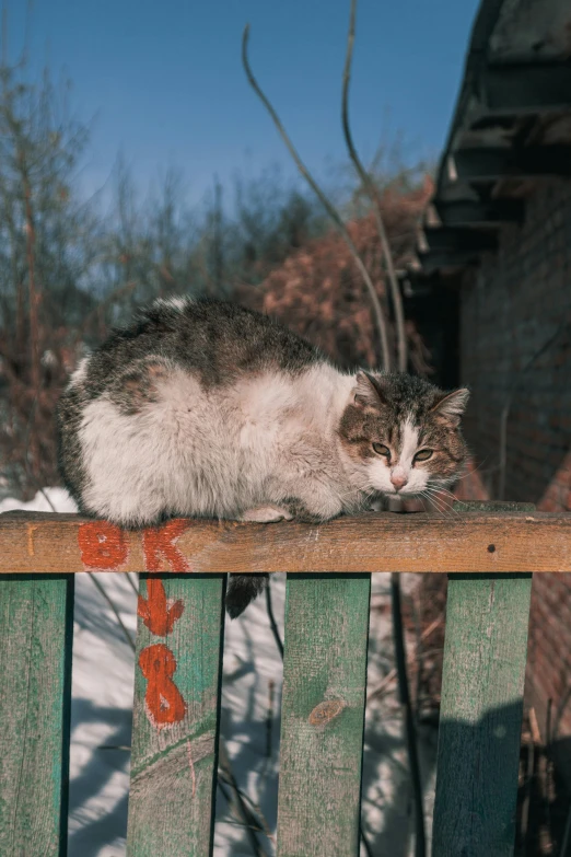 a cat sitting on top of a wooden bench, russian village, february), slightly smirking, kodak film