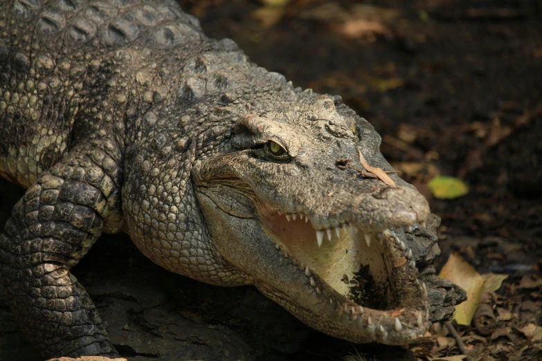 a close up of an alligator with its mouth open, pexels contest winner, hurufiyya, gray mottled skin, fully armoured, young adult male, old male